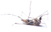 DeadMosquito-400x257